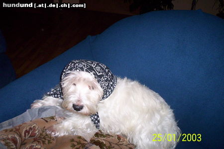 West Highland White Terrier Oma Bonny