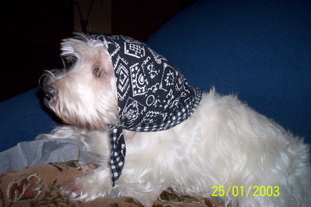 West Highland White Terrier Oma Bonnie