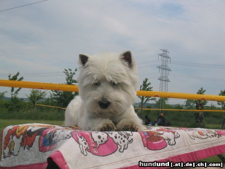 West Highland White Terrier Hunde Foto 6057 West Highland White Terrier Ich muß warten...