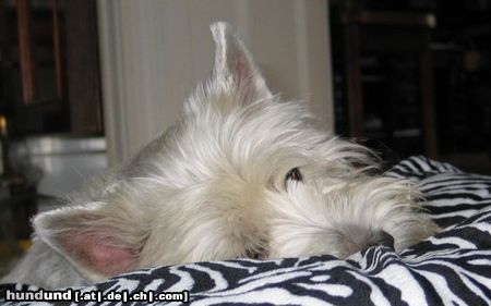 West Highland White Terrier Hunde Foto 9340 West Highland White Terrier Micky ist einzig! Und kein bißchen zickig...