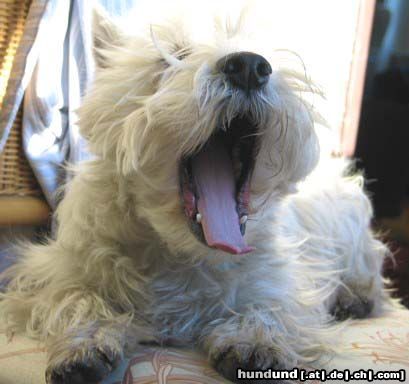 West Highland White Terrier Hunde Foto 9870 West Highland White Terrier Das Leben ist sooo anstrengend!