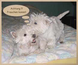 West Highland White Terrier wenn zwei sich einig sind