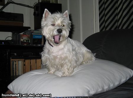 West Highland White Terrier Hunde Foto 15951 in höherer Auflösung ansehen West Highland White Terrier Abby's the queen!