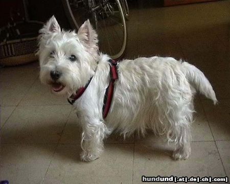 West Highland White Terrier Hunde Foto 17699 in höherer Auflösung ansehen West Highland White Terrier Mad Max 11 Jahre