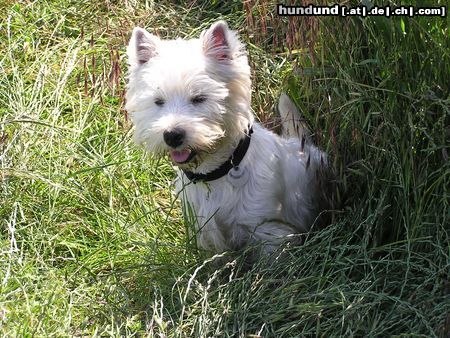West Highland White Terrier Hunde Foto 13152 West Highland White Terrier Neugierig und überall dabei