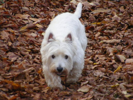 West Highland White Terrier Hunde Foto 43196 in höherer Auflösung ansehen West Highland White Terrier