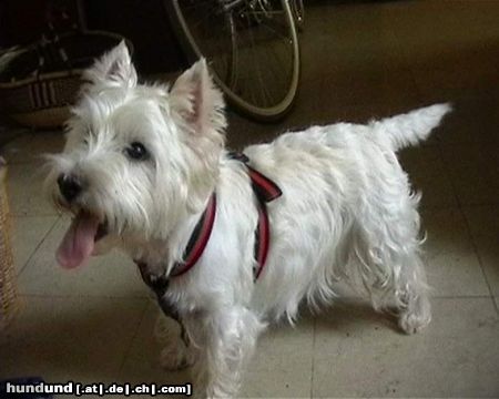 West Highland White Terrier Hunde Foto 17700 in höherer Auflösung ansehen West Highland White Terrier Mad Max 11 Jahre