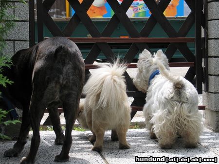 West Highland White Terrier Hunde Foto 22484 West Highland White Terrier Die drei Musketiere