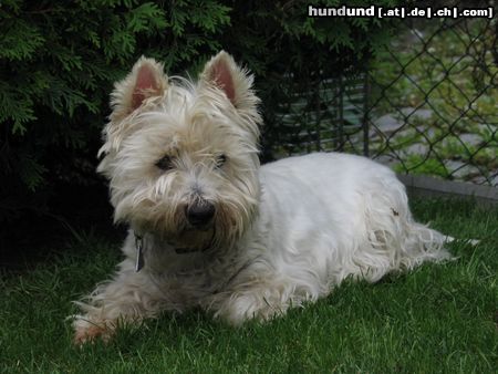 West Highland White Terrier Hunde Foto 22483 West Highland White Terrier Axel