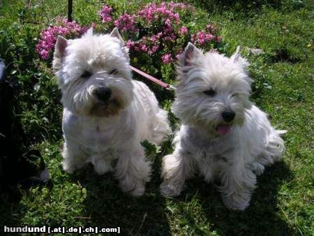 West Highland White Terrier Hunde Foto 17597 in höherer Auflösung ansehen West Highland White Terrier Zwei bergerfahrene Westies