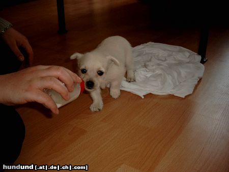 West Highland White Terrier Hunde Foto 11410 West Highland White Terrier Gizmo mein kleiner Schatz mit 4 Wochen