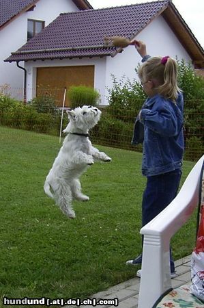 West Highland White Terrier Hunde Foto 4472 West Highland White Terrier Der fliegende Hund
