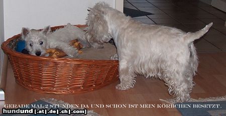 West Highland White Terrier Hunde Foto 22919 in höherer Auflösung ansehen West Highland White Terrier Aimee ist eingezogen