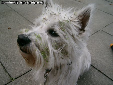 West Highland White Terrier Hunde Foto 26230 West Highland White Terrier So sehe ich aus wenn ich den Büschen war