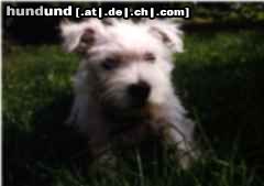 West Highland White Terrier Hunde Foto 3047 West Highland White Terrier Amy
