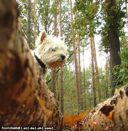 West Highland White Terrier Hunde Foto 6085 West Highland White Terrier Kilkenny