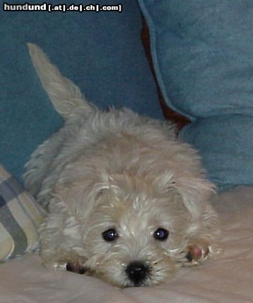 West Highland White Terrier Hunde Foto 4459 West Highland White Terrier Baby Daisy