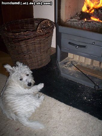 West Highland White Terrier Hunde Foto 16716 West Highland White Terrier So lässt sich der Winter aushalten