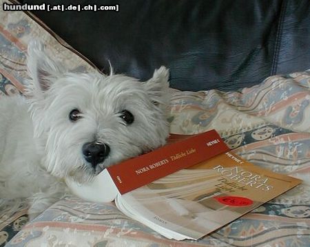 West Highland White Terrier Hunde Foto 5730 West Highland White Terrier Basti lieeebt Bücher...