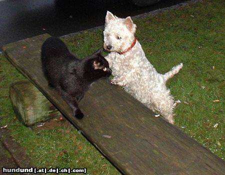 West Highland White Terrier Hunde Foto 15872 West Highland White Terrier Schwarzer Kater über den Weg gelaufen