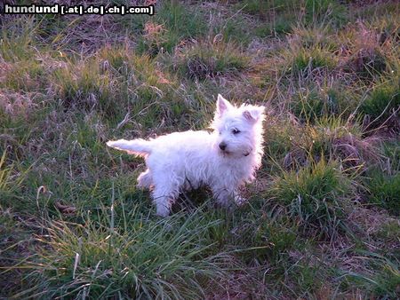 West Highland White Terrier Hunde Foto 15873 West Highland White Terrier