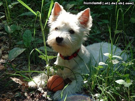 West Highland White Terrier Hunde Foto 15874 West Highland White Terrier
