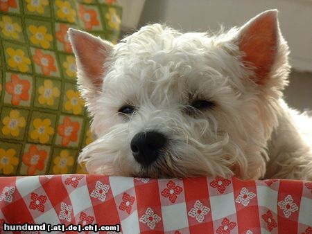 West Highland White Terrier Hunde Foto 15878 West Highland White Terrier