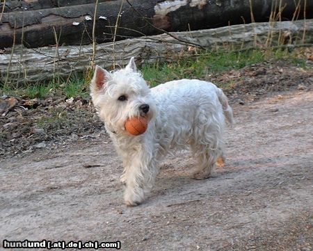 West Highland White Terrier Hunde Foto 15880 West Highland White Terrier