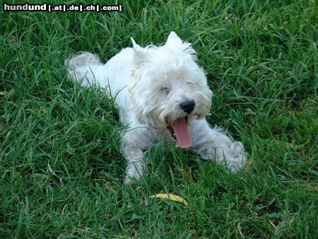 West Highland White Terrier Hunde Foto 15879 West Highland White Terrier