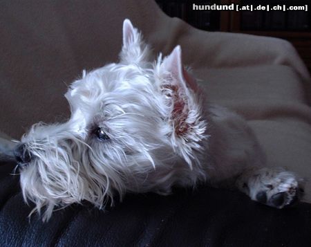 West Highland White Terrier Hunde Foto 15876 West Highland White Terrier