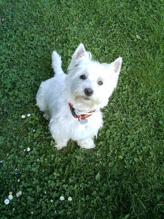 West Highland White Terrier Hunde Foto 32484 West Highland White Terrier Cindy