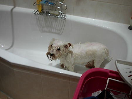 West Highland White Terrier Hunde Foto 34201 West Highland White Terrier