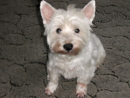West Highland White Terrier Hunde Foto 34202 West Highland White Terrier