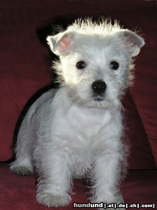 West Highland White Terrier Hunde Foto 26645 West Highland White Terrier Kessy 9 Wochen alt