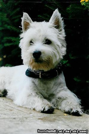West Highland White Terrier Hunde Foto 14675 West Highland White Terrier Blix