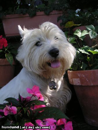 West Highland White Terrier Hunde Foto 14676 West Highland White Terrier Blix