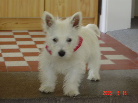 West Highland White Terrier Hunde Foto 32225 West Highland White Terrier Bobbi 3 Monate alt