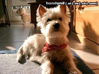 West Highland White Terrier Hunde Foto 10682 West Highland White Terrier Hey, ich bin Angie v. Olfener Schloß