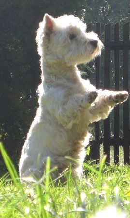 West Highland White Terrier Coca beim Männchen machen ;D