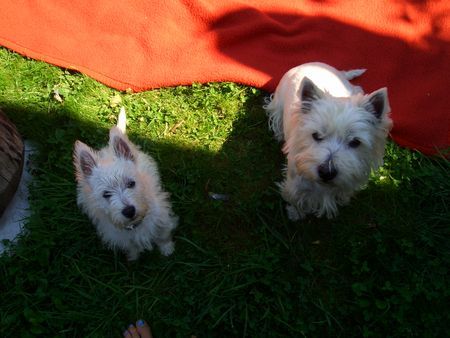 West Highland White Terrier Hunde Foto 27139 in höherer Auflösung ansehen West Highland White Terrier 2 auf einen Streich...