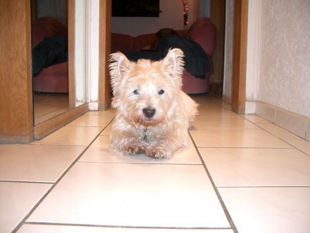 West Highland White Terrier Hunde Foto 30432 in höherer Auflösung ansehen West Highland White Terrier Cäsar