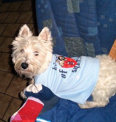 West Highland White Terrier Hunde Foto 27504 West Highland White Terrier Joshi