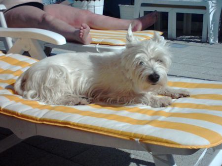 West Highland White Terrier Trixie beim Sonnenbad