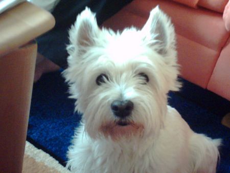 West Highland White Terrier Trixie