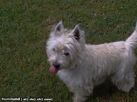 West Highland White Terrier Hunde Foto 7740 West Highland White Terrier Charly´s Zunge
