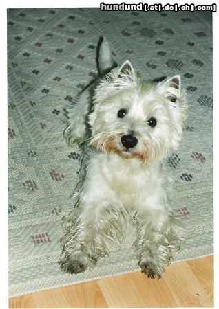 West Highland White Terrier Hunde Foto 16133 in höherer Auflösung ansehen West Highland White Terrier Chester mit dem für ihn absolut typischen, erwartungsvollen Blick!