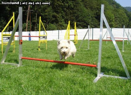 West Highland White Terrier Hunde Foto 13635 West Highland White Terrier Cindy - die fliegende Westie Dame