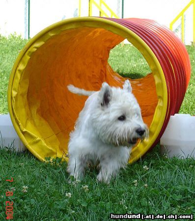 West Highland White Terrier Cindy duuuuuurch