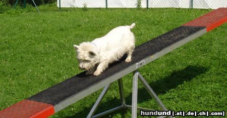 West Highland White Terrier Hunde Foto 13630 West Highland White Terrier Cindy - gerade noch rechtzeitig gebremst...