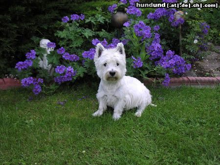 West Highland White Terrier Hunde Foto 12984 West Highland White Terrier Cindy im Garten